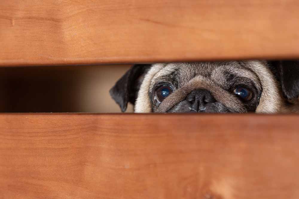 Mascota se esconde por susto a los fuegos artificiales