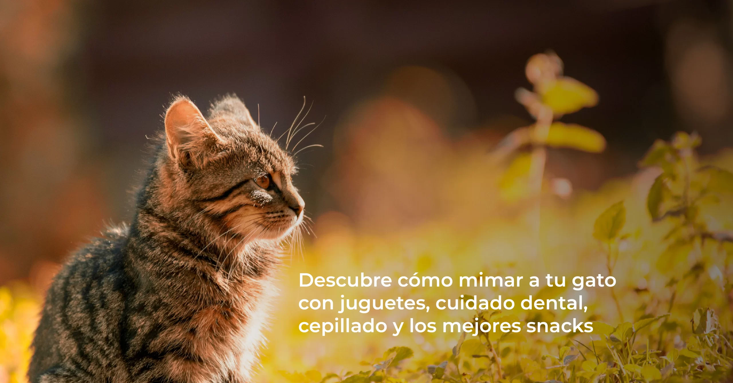 Gato mirando el horizonte con una descripción.