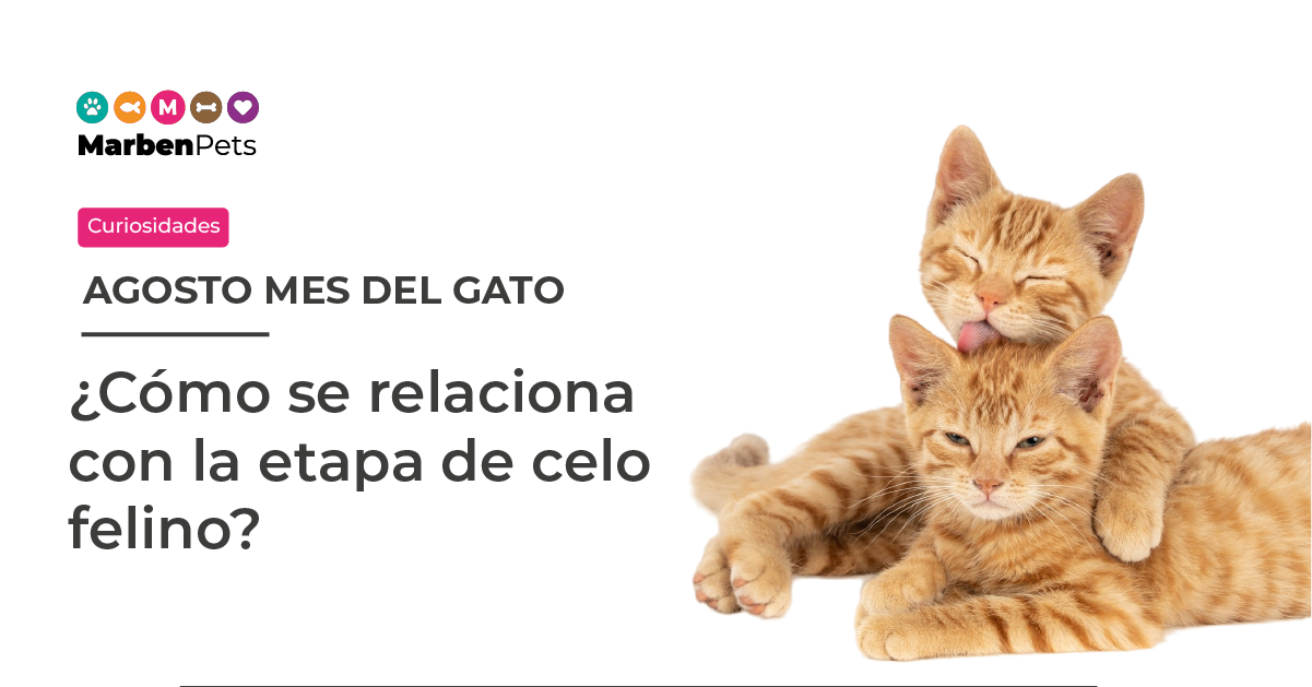 Agosto mes de los gatos y su relación con la etapa del celo felino