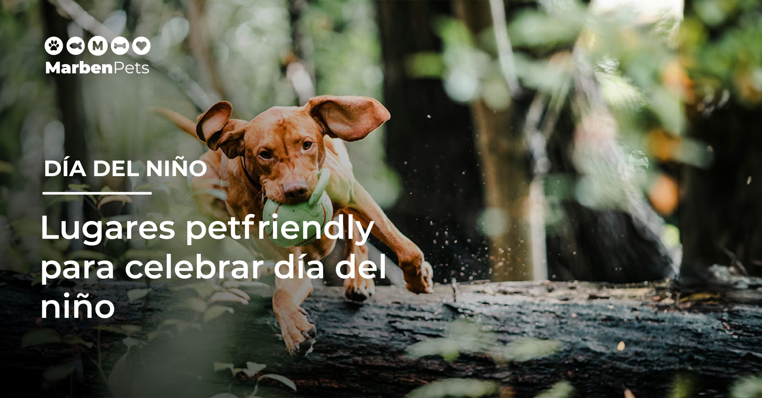 Lugares petfriendly para celebrar día del niño