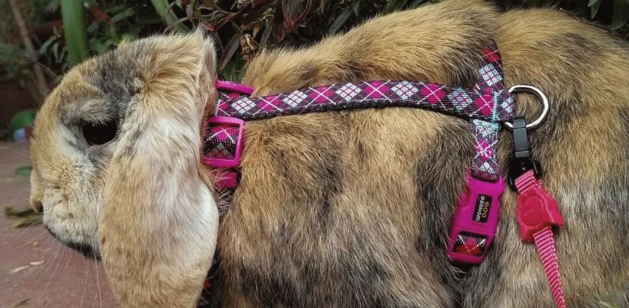 ¿Por qué es importante pasear a conejitos que viven outdoor?