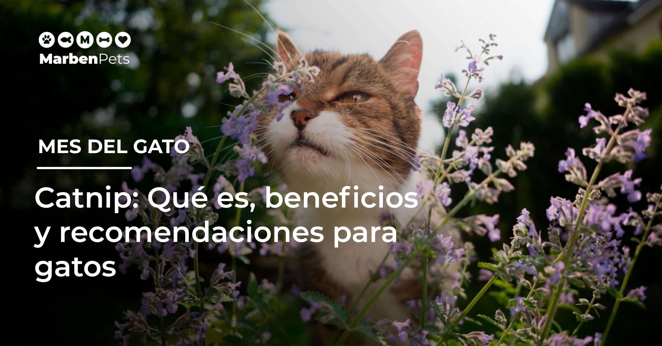 Catnip: Qué es, beneficios y recomendaciones para gatos
