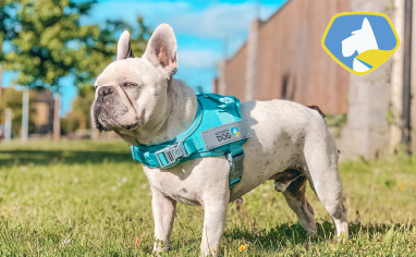 Wonder Dog Portada 43