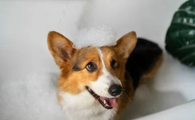 Shampoo Petbrilho con avena y miel: beneficios naturales para la piel y el pelaje de tu mascota Sin Titulo 382 X 236 Px 1