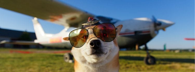 Dog in Black: La Transportadora Perfecta para Viajar con Estilo y Seguridad con tu Mascota Sin Titulo 382 X 236 Px 4