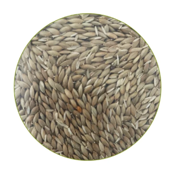 Semilla Alpiste para aves 1 Kg - Martín Pescador