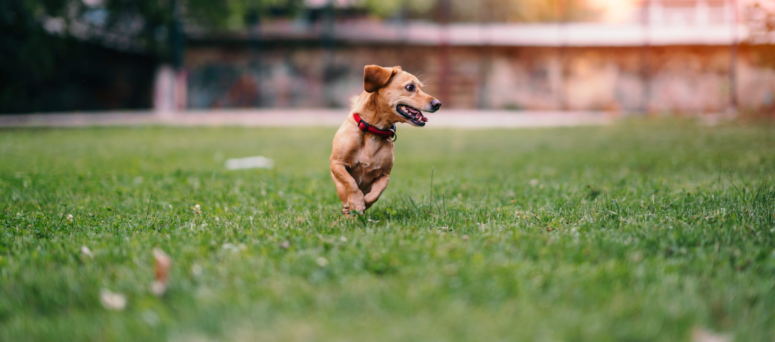 Brown Dog Running Grass Scaled
