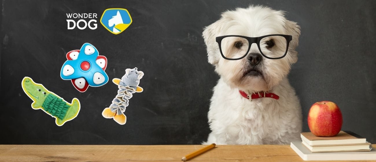 La importancia de la estimulación cognitiva en perros Imagenes Blog 1