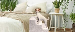 Imagenes Blog 2 300x129