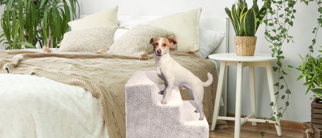 Escaleras para Mascotas: Seguridad y Comodidad en Cada Paso Imagenes Blog 2