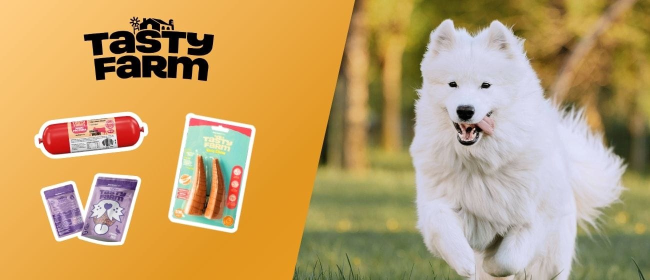 ¿Siempre das el mismo snack a tu perro? Descubre por qué deberías variar con Tasty Farm Imagenes Blog 1