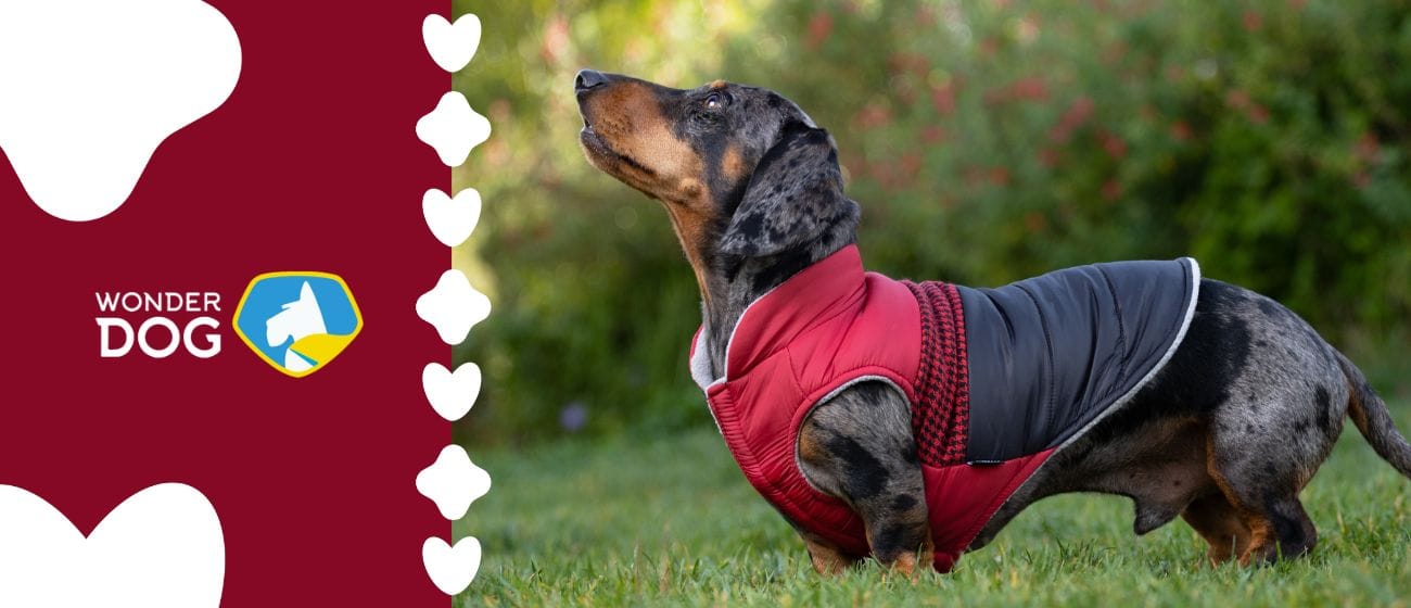 Protege a tu Mejor Amigo del Frío con la Ropa de Invierno Wonder Dog Imagenes Blog