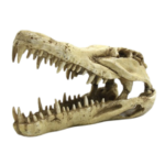 CRÁNEO DE DINOSAURIO PARA ACUARIO