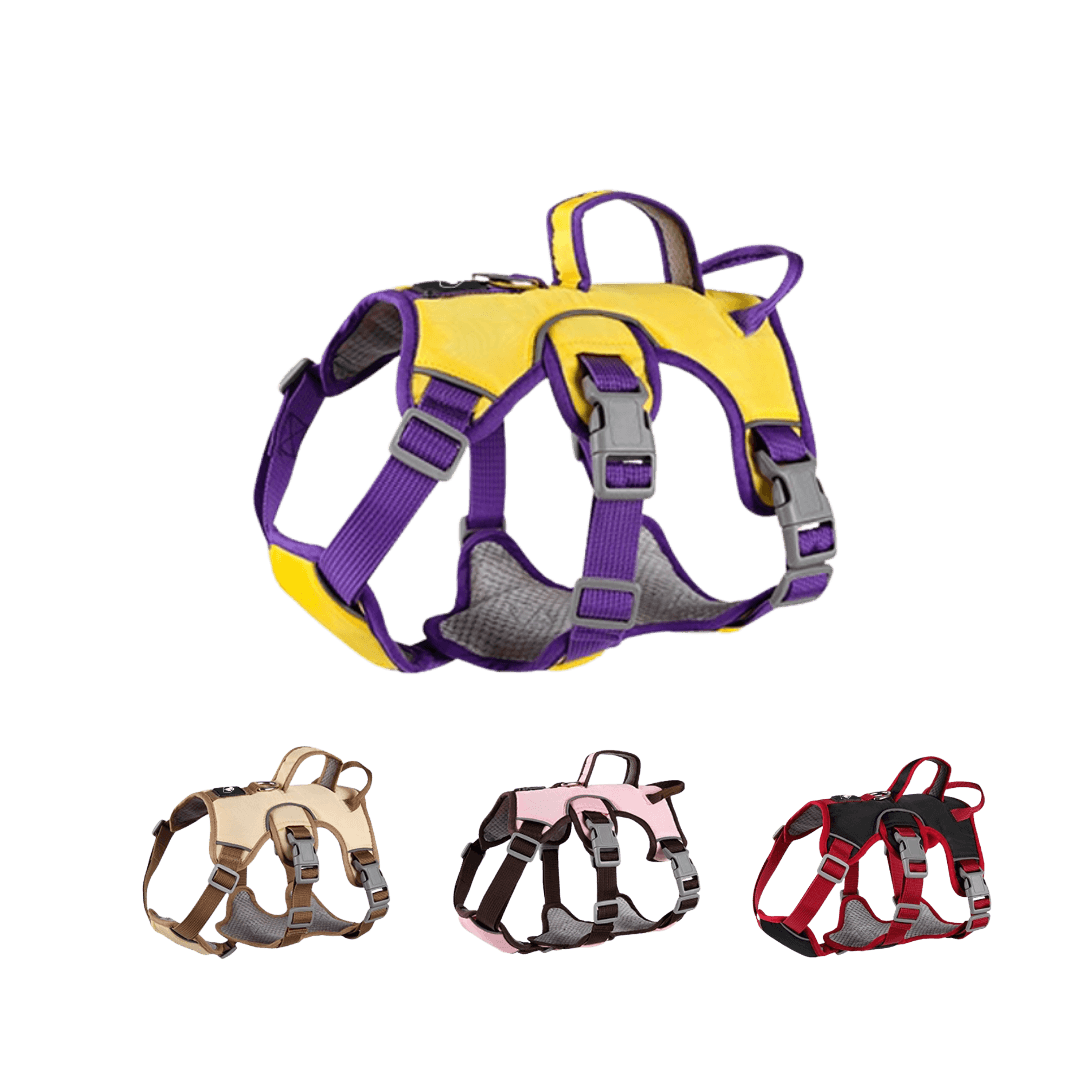 casa zanahoria para gato