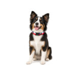 Súper Collar Chileno para Perros – Wonder Pet - Imagen 2
