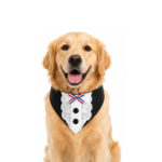 Bandana Huaso Elegante para Perros y Gatos – Wonder Pet - Imagen 4