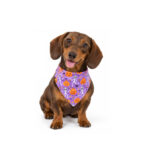Bandana para Mascotas Huesitos y Calabazas - Wonder Dog