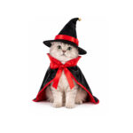 Disfraz de Brujo para Gatos Sombrero y Capa - Wonder Pet