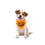 Bandana para Mascotas Calabaza Macabra - Wonder Dog